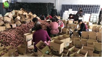 互联网浪潮下的农产品爆款 临安小香薯与电商销售新格局